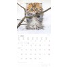 Alpha Edition - Katzenbabys 2025 Brochure Calendar, 30 x 30