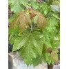 Tree Silver Maple Tree 4“-8" Sapling Seedling (5 Pack) Live