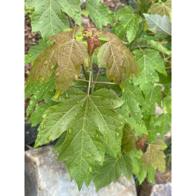 Tree Silver Maple Tree 4“-8" Sapling Seedling (5 Pack) Live