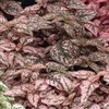 Outsidepride Hypoestes Splash Pink Plant Seed - 400 Seeds