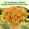 Outsidepride Orange African Daisy Seeds - 2000 Pcs. Annual Flower