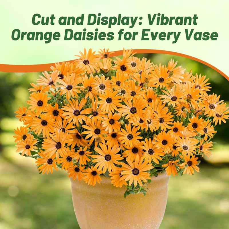 Outsidepride Orange African Daisy Seeds - 2000 Pcs. Annual Flower