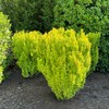 Blooming & Beautiful - Golden Rocket Barberry - 3 gal