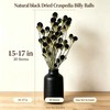 30Pcs Natural Black Dried Craspedia Billy Balls, Boho Dried Thistle