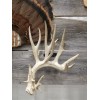 Thuli Products Antler Shed Display Clamp