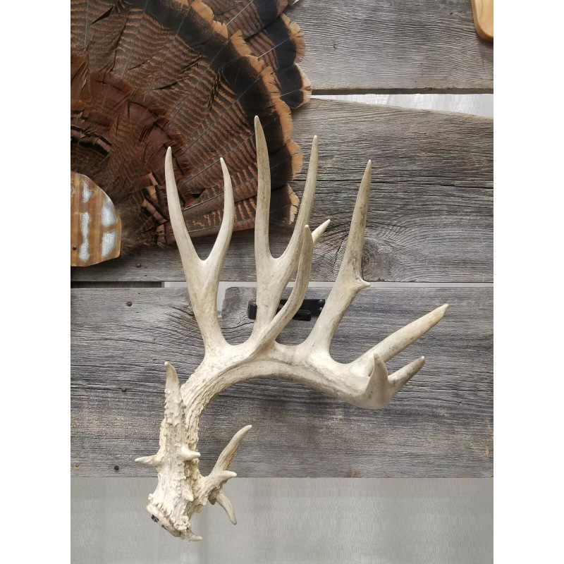 Thuli Products Antler Shed Display Clamp