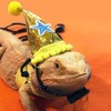 Yih Vane Lizard Hat and Harness with 3 Different Size
