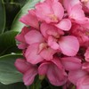 Outsidepride Rose Canna Seeds - 20 Seeds