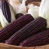 Thai Purple Waxy Glutinous Corn Seeds