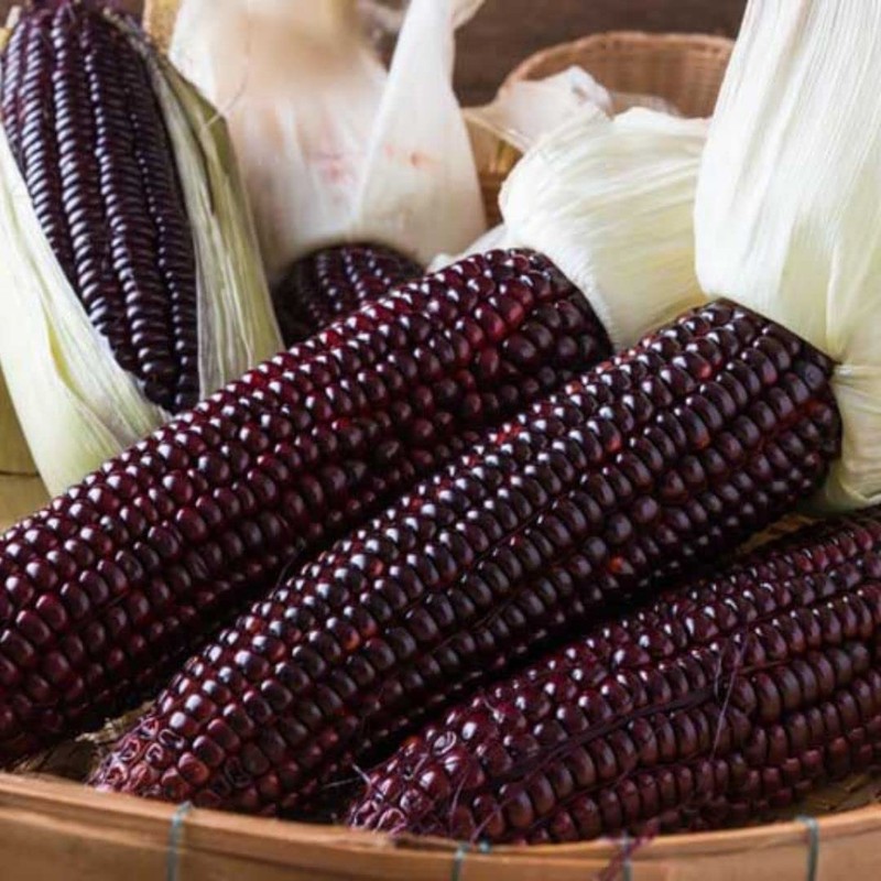 Thai Purple Waxy Glutinous Corn Seeds