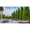 Thuja Green Giant Arborvitae - 20 Live Trees 2" Pot