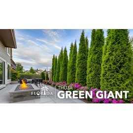 Thuja Green Giant Arborvitae - 20 Live Trees 2" Pot Size - Evergreen Privacy Plants