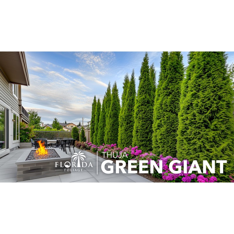 Thuja Green Giant Arborvitae - 20 Live Trees 2" Pot