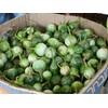 Thai Eggplant Seeds "Petch Siam"200 Vegetable Seeds, Heirloom From Thailand