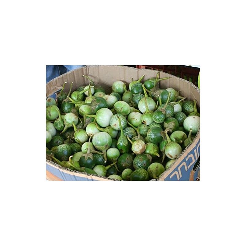 Thai Eggplant Seeds "Petch Siam"200 Vegetable Seeds, Heirloom From Thailand