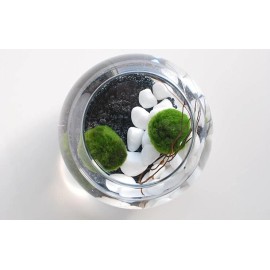 Marimo Moss 2 Balls 1.6 inch (4cm)(Cladopho