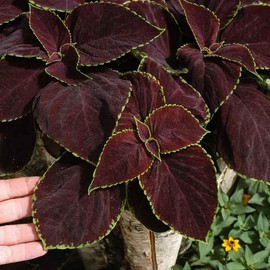 Coleus Seeds - Chocolate Mint - Packet - Green Flower Seeds, Hybrid Seed Easy to Grow & Maintain, Fast Growing, Ornamental, Border