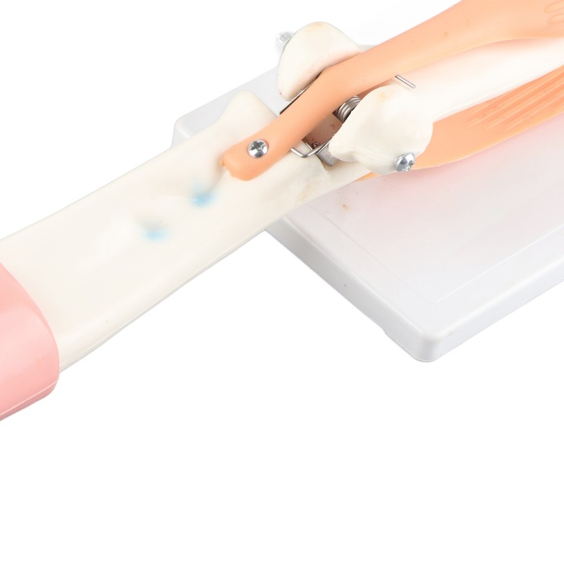 Arm Moving Model Anatomical Elbow Joint Motion Model Primary School