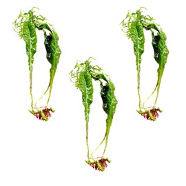 Mainam Java Fern Microsorum Windelov Tropical Freshwater Live Aquarium Plant Decorations (3 Pack)