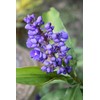 Blue Hawaiian Dichorisandra Thyrsiflora Ginger Plant Root 1 Pack