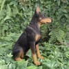 Vivid Arts Dobermann-Pinscher – Gartendekoration für drinnen und draußen