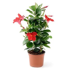 American Plant Exchange Red Dipladenia Bush Live Plant, 6" Pot, Easy Care Continuous Bloomer, Indoor/Outdoor Use, Red Flowers