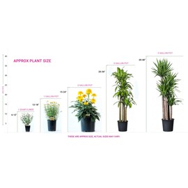 Pixies Gardens Cherokee Chief Dogwood Tree Produces Gorgeous Fiery Red Blossoms in Spring While Other Trees are Still Dormant (2 Gallon Potted)