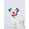 HUGO & HUDSON Waterproof Dog Collar, Anti Odor and Easy