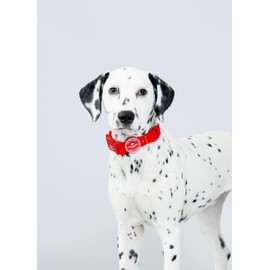 HUGO & HUDSON Waterproof Dog Collar, Anti Odor and Easy to Clean Adjustable Pet Collar, Red, M