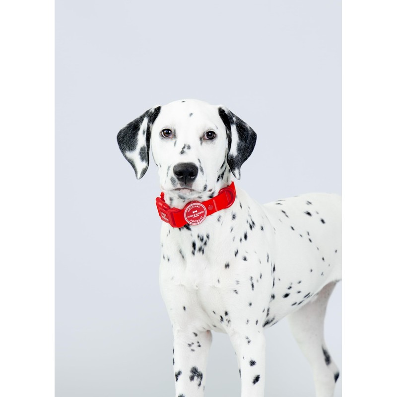 HUGO & HUDSON Waterproof Dog Collar, Anti Odor and Easy