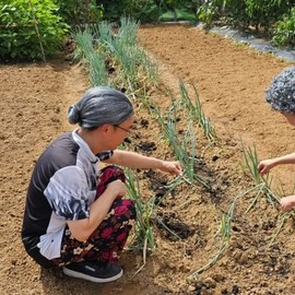 Grandmother's hair wig (WFLO7FB) / 할머니 쪽진머리 가발 (WFLO7FB)