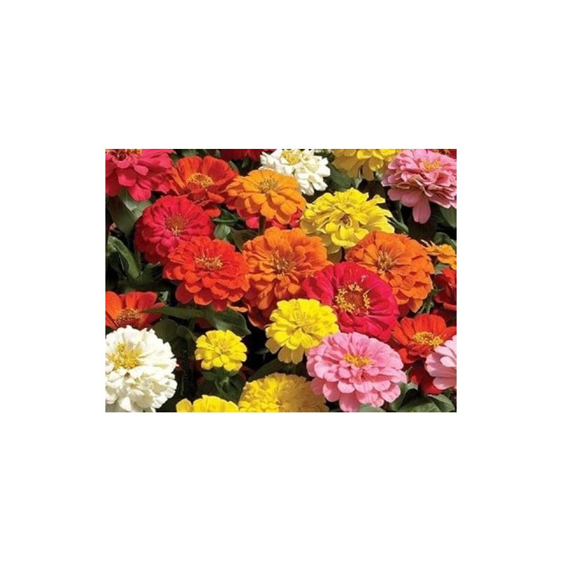 Zinnia California Giant Flower Seeds, Bulk Pack 8 Oz, 22,000+
