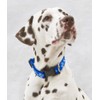 LupinePet Originals 1" Dapper Dog 12-20" Adjustable Collar for Medium