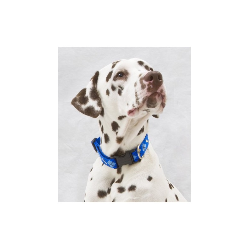 LupinePet Originals 1" Dapper Dog 12-20" Adjustable Collar for Medium