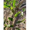 Chill Hill Farms Laurel Greenbrier | 5 Seeds | Smilax