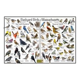 Where's Wildlife Backyard Birds of Massachusetts - Laminated Poster - Horizontal Bird Identification Chart (12" x 18")