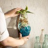 Cape Craftsmen Wall Mounted Molten Glass Hanging Terrarium on Driftwood,