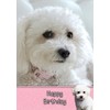 Bichon Frise Birthday Card