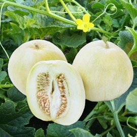 TomorrowSeeds - Bai Mibao Asian Melon Seeds - 45+ Count - for 2025 Planting White Thin-Wall Muskmelon Chinese Honeydew Oriental Sakata Cantaloupe Garden Asian Grow Your Own Home Farm Patio Healthy