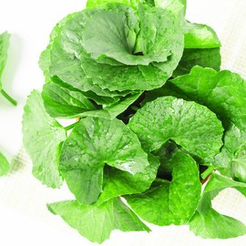 Centella asiatica extract powder powder, tiger plant, gotu kola extract 200g/3 / 병풀 추출분말 가루 호랑이풀 고투콜라 추출물 200g/3