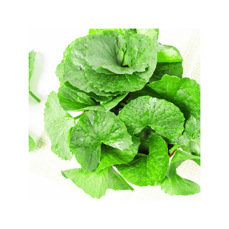 Centella asiatica extract powder powder, tiger plant, gotu kola extract