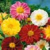 Outsidepride Dahlia Unwin Bedding - 500 Seeds