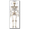 Life Size Skeleton bones named Poster for classroom or lab