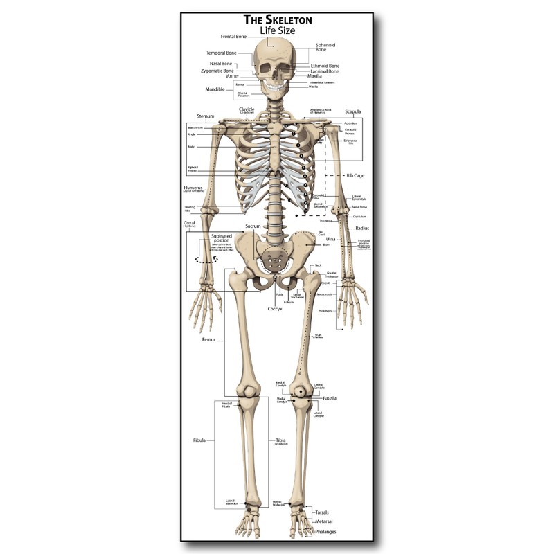 Life Size Skeleton bones named Poster for classroom or lab