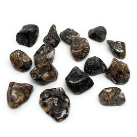 Turritella Agate Small Crystal Tumbled Stones - 5 Pc