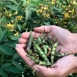 Pigeon Pea Seeds (25) / BUSH BEAN / HEIRLOOM / ORGANIC / FLORIDA GROWN