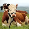 Windyun 2 Pieces Nylon Cow Halter with 2 Pieces Leading
