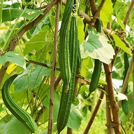 20 Luffa Sponge Gourd Non-GMO Heirloom Vegetable Seeds