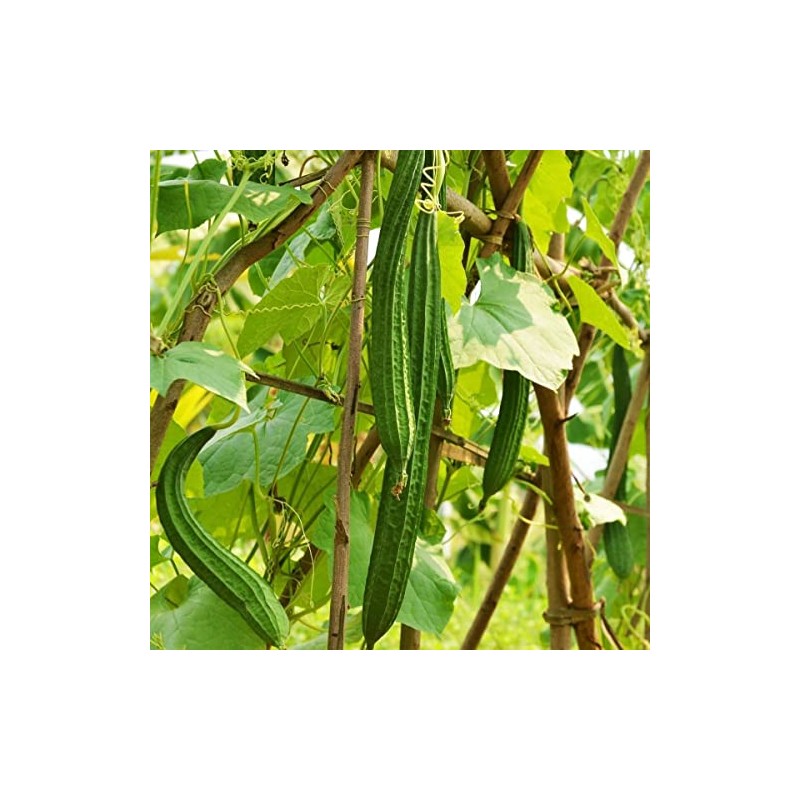 20 Luffa Sponge Gourd Non-GMO Heirloom Vegetable Seeds