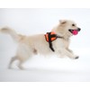 Dean & Tyler DT Harness, Orange Neoprene Dog Harness with